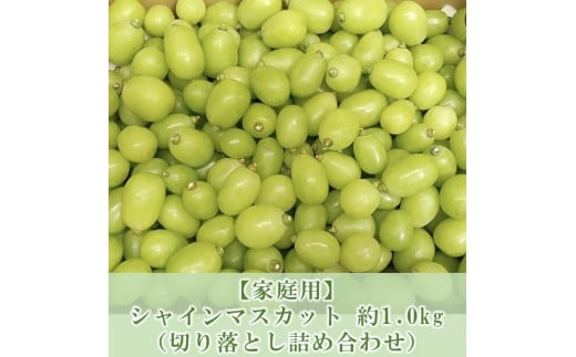 ぶどう マスカット 家庭用 2024年 先行予約 9月以降発送 シャインマスカット 約1.0kg 【 切り落とし 詰め合わせ 】 ブドウ 葡萄  岡山市 国産 フルーツ 果物