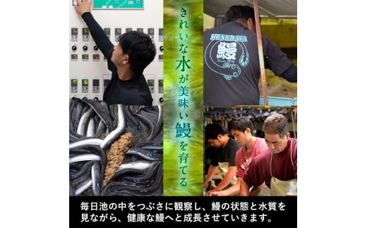 【丑の日までに配送】くすだ屋の極上うなぎ 2尾(150g×2)＜計300g以上＞ a5-266-us