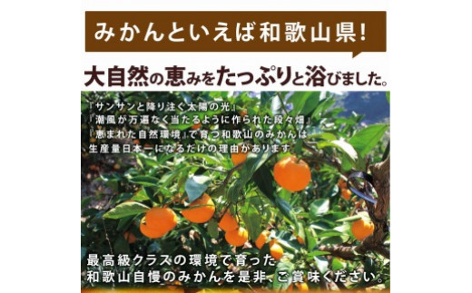 ◆先行予約◆【2023年11月下旬以降発送】和歌山県産 訳あり完熟有田みかん 10kg