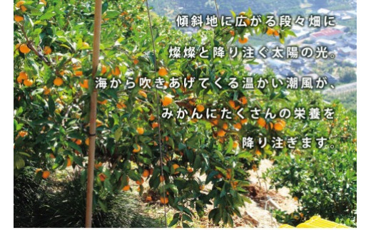 ◆先行予約◆【2023年11月下旬以降発送】和歌山県産 訳あり完熟有田みかん 10kg