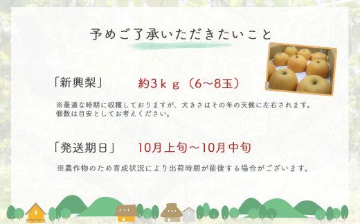 新興梨 3kg 鳥取県産 （生橋農園）  梨 ナシ なし ブランド梨 しんこうなし 鳥取 果物 フルーツ 和梨 先行予約 数量限定 詰め合わせ 人気 甘い