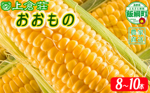 信州産 朝採りとうもろこし 8本 ～ 10本 ( 品種おおもの ) 上倉荘 配送先は本州限定 2024年8月上旬頃から2024年9月下旬頃まで順次発送予定 信州 トウモロコシ コーン おおもの 野菜 12500円 長野県 飯綱町 [0763]