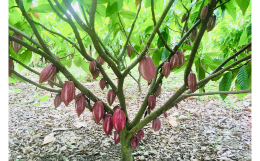 Cacao tree