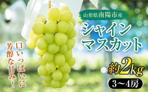 【令和6年産先行予約】 シャインマスカット 約2kg (3～4房 秀) 《令和6年9月中旬～発送》 『生産者 髙橋 利和』 南陽産 農家直送 マスカット ぶどう 種なし 果物 フルーツ デザート 山形県 南陽市 [699]