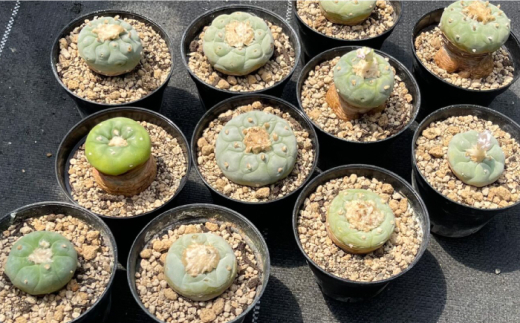 ロフォフォラ 銀冠玉 Lophophora fricii 5株 長与町/アグリューム [EAI180]