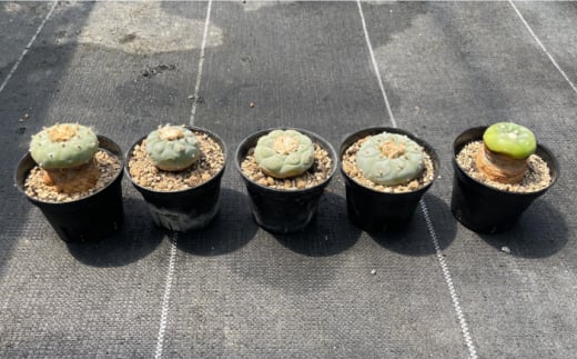 ロフォフォラ 銀冠玉 Lophophora fricii 5株 長与町/アグリューム [EAI180]