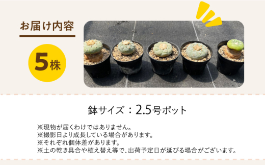 ロフォフォラ 銀冠玉 Lophophora fricii 5株 長与町/アグリューム [EAI180]