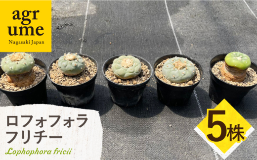 ロフォフォラ 銀冠玉 Lophophora fricii 5株 長与町/アグリューム [EAI180]