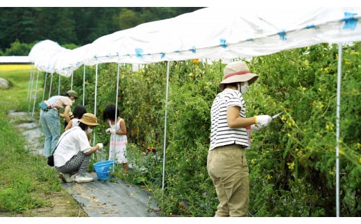 安曇野ちひろ公園 1日満喫 | 野菜 野菜収穫  体験 収穫体験 体験農園 おにぎり おにぎり作り コシヒカリ 安曇野ちひろ公園 安曇野ちひろ美術館 自然 アート ペア チケット