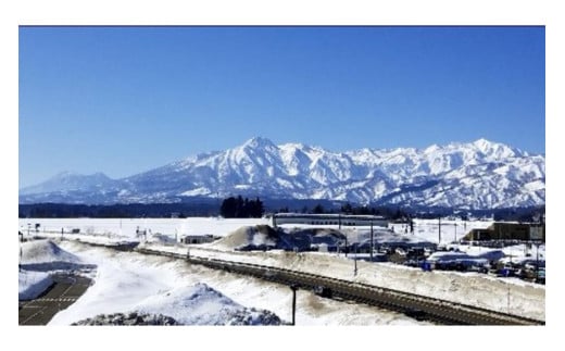 先行予約【3月中旬より発送】雪国山菜 ふきのとう