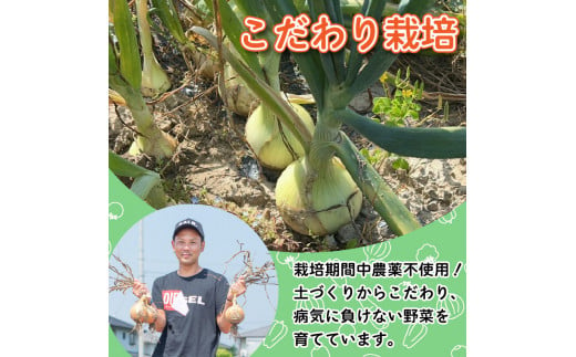 【 玉ねぎ 約10kg 】 訳あり 玉ねぎ 約 10kg 不揃い サイズ ミックス たまねぎ 玉葱 野菜 ハンバーグ 肉じゃが オニオン  サラダ スープ 焼肉 BBQ バーベキュー 健康 味噌汁 数量限定 新鮮 季節 産地直送 徳島県 阿波市