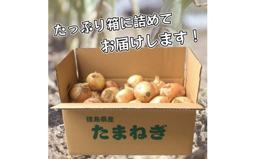 【 玉ねぎ 約10kg 】 訳あり 玉ねぎ 約 10kg 不揃い サイズ ミックス たまねぎ 玉葱 野菜 ハンバーグ 肉じゃが オニオン  サラダ スープ 焼肉 BBQ バーベキュー 健康 味噌汁 数量限定 新鮮 季節 産地直送 徳島県 阿波市