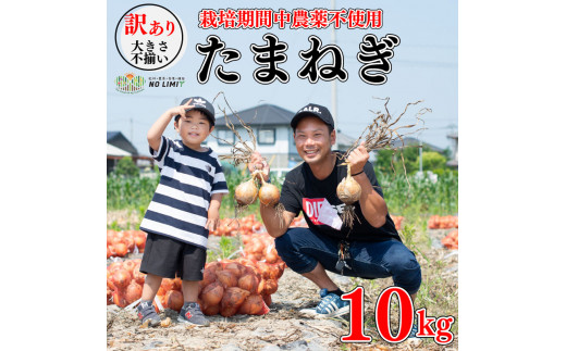 【 玉ねぎ 約10kg 】 訳あり 玉ねぎ 約 10kg 不揃い サイズ ミックス たまねぎ 玉葱 野菜 ハンバーグ 肉じゃが オニオン  サラダ スープ 焼肉 BBQ バーベキュー 健康 味噌汁 数量限定 新鮮 季節 産地直送 徳島県 阿波市