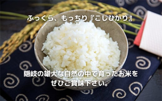 1703　【令和6年産】隠岐産こしひかり20Kg（10Kｇ×2袋）