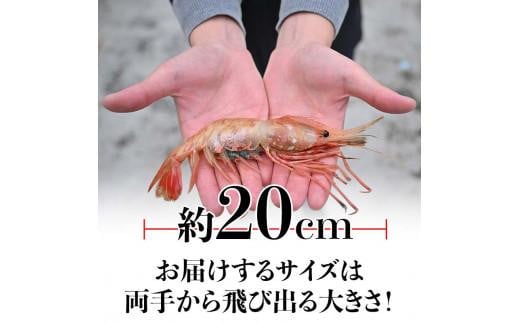 北海道産 知床羅臼産ボタンエビ 大サイズ900g（300g×3パック） ぼたんえび ぼたん海老 魚介類 北海道 魚介 海産物 冷凍 刺身 海鮮丼 生産者 支援 応援