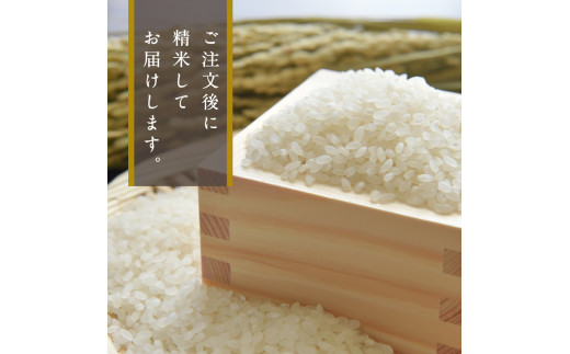 【2026年8月上旬発送】令和7年産 新潟県妙高産こしひかり「星降る里」5kg