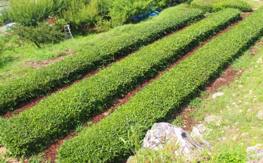 お山の茶　明郷園　さかわ紅茶「紅」セット