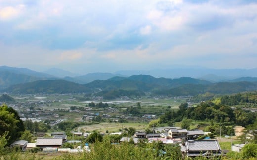 お山の茶　明郷園　さかわ紅茶「紅」セット