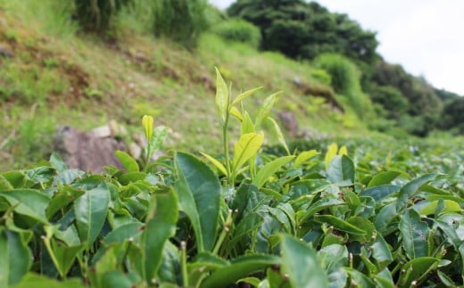 お山の茶　明郷園　さかわ紅茶「紅」セット