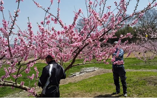 桃 2025年 先行予約 6月の旬な 白桃 をお届け！約1.5kg 5～7玉 もも モモ 岡山県 赤磐市産 国産 フルーツ 果物 ギフト あみかフルーツ