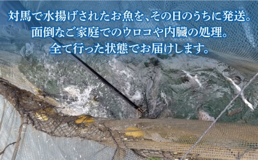 対馬 のお 魚 (結凪ユウナギ)  5kg《対馬市》【ゆうなぎ対馬】処理済み 鮮魚 新鮮 海鮮 イカ サザエ ヒラマサ ブリ 真鯛 クエ 冷蔵 [WAG004]冷蔵 下処理済み 簡単調理 生魚 鮮魚 朝獲れ 地魚 旬 新鮮 ブリ 真鯛 鯛 クエ ヒラマサ 刺身 お試し つしま 長崎 