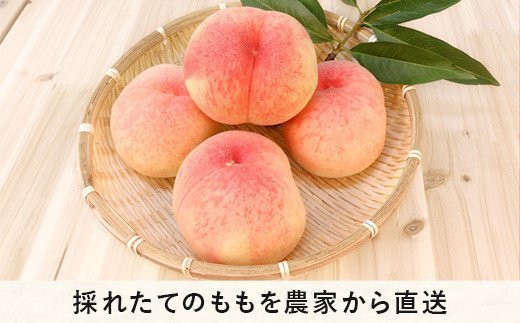 もも なつっこ 秀 ～ 特秀 約 3kg 大垣農園 配送先は本州限定 2023年8月中旬頃から2023年8月下旬頃まで順次発送予定 令和5年度収穫分 信州 果物 フルーツ モモ 桃 川中島 白桃 あかつき オリジナル品種 長野 16000円 予約 農家直送 長野県 飯綱町 [0443]