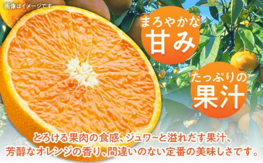 訳あり ご家庭用 清見オレンジ 約7kg【2025-3月中旬～2025-4月上旬配送】