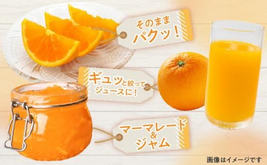 訳あり ご家庭用 清見オレンジ 約7kg【2025-3月中旬～2025-4月上旬配送】