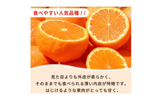 【ご家庭用訳あり】紀州有田産不知火(しらぬひ) 約3kg【2025年2月中旬以降発送】【先行予約】【UT129】