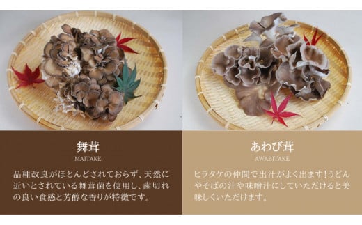 きのこ の 詰め合わせ Sサイズ  約1000g 【茨城県共通返礼品 城里町】 キノコ 舞茸 あわび茸 たもぎ茸 しいたけ ぶなしめじ  [CX001sa]