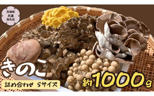 きのこ の 詰め合わせ Sサイズ  約1000g 【茨城県共通返礼品 城里町】 キノコ 舞茸 あわび茸 たもぎ茸 しいたけ ぶなしめじ  [CX001sa]