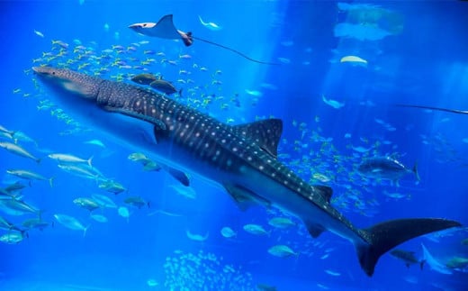 もとぶ町で釣りまくり！【宿泊】プラン　1泊1食4名（イカダ釣り・美ら海水族館・ランチ付）