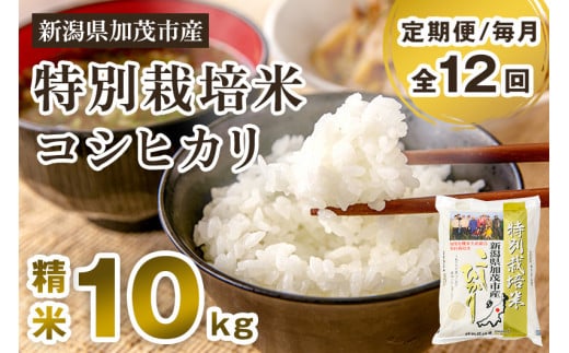 【令和6年産新米先行予約】【定期便12ヶ月毎月お届け】特別栽培米 コシヒカリ 精米 10kg（5kg×2）白米 従来品種コシヒカリ 加茂有機米生産組合 新潟県 加茂市産 白米 米 お米 定期便