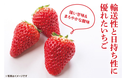 【茨城県共通返礼品/ 行方市産】【2025年1月より順次発送】いちご 「やよいひめ」 約260gパック×4【イチゴ 苺 フルーツ 果物 甘い 】(CS003)