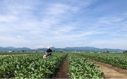 北海道中富良野産の甘みたっぷりホイップコーン