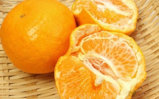 【厳選・濃厚】紀州有田産のはるみ 4kg(2L～3Lサイズおまかせ)※2026年1月下旬～2026年2月中旬頃順次発送(お届け日指定不可)【tec820B】