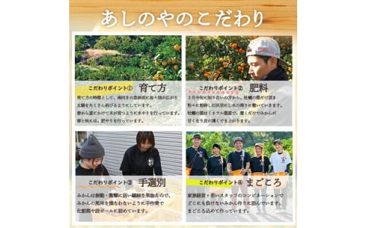 ZE6155n_【2026年先行予約】有田の八朔 (はっさく) 10kg  (2L～4Lサイズ混合)　まごころ手選別