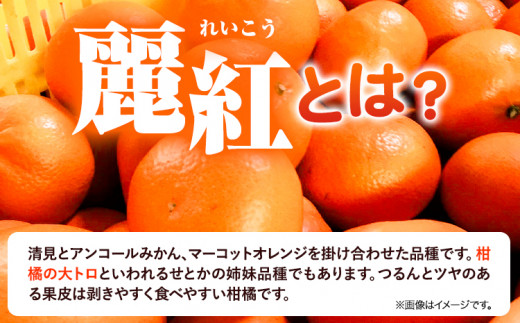 麗紅 (れいこう) 2kg サイズ おまかせ《2025年2月中旬-4月下旬頃出荷》竹本農園 和歌山県 日高川町 旬 新鮮 果物 柑橘 フルーツ 国産 送料無料 お試し サイズ 2000g みかん