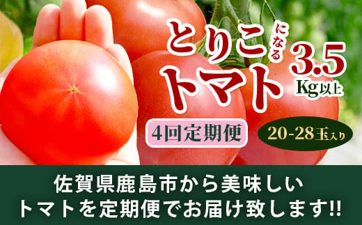 【先行予約】 たにぐちファーム とりこになるトマト 【3.5kg以上×4回定期便】【2024年12月から出荷】Ricotomato とりこになる トマト [定期便 野菜定期便 定期 野菜 トマト 新鮮 サラダ 生野菜 とまと おすすめ 送料無料] D-160