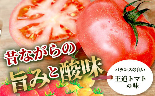 【先行予約】 たにぐちファーム とりこになるトマト 【3.5kg以上×4回定期便】【2024年12月から出荷】Ricotomato とりこになる トマト [定期便 野菜定期便 定期 野菜 トマト 新鮮 サラダ 生野菜 とまと おすすめ 送料無料] D-160