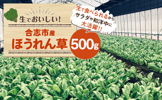 合志市産 ほうれん草 500g(500g×1袋)