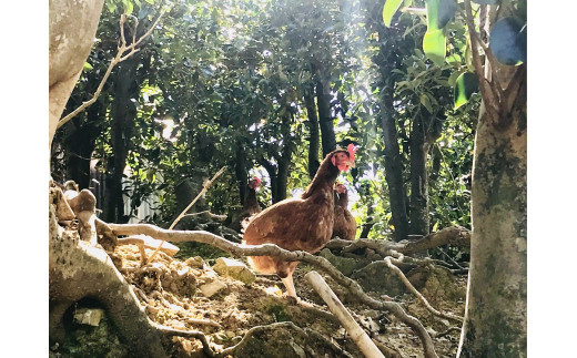 ましくんの完全放し飼い土佐ジローの卵 18個入り 訳あり 不揃い 規格外 ブランド卵 タマゴ 玉子 たまご 生卵 鶏卵 土佐地鶏 濃厚 新鮮 食品 訳アリ 自宅用 ご家庭用【R01217】