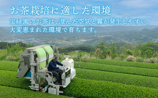 【本格緑茶・ほうじ茶】さざの 有機栽培茶 お手軽 ティーバッグ 詰め合わせ【宝緑園】 [QAH007] お茶 有機栽培 お茶 佐々 長崎 お茶 お茶 ティーバッグ 