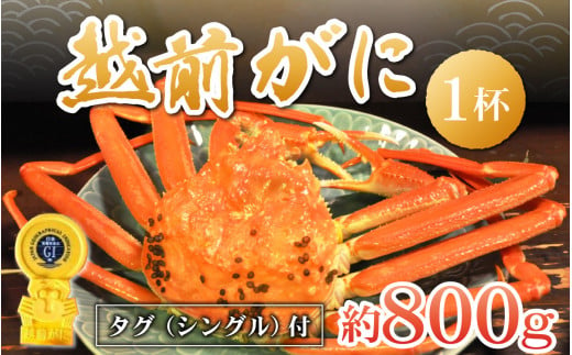 越前ずわいがに 約800g × 1杯 タグ（シングル）付 [H-044001]