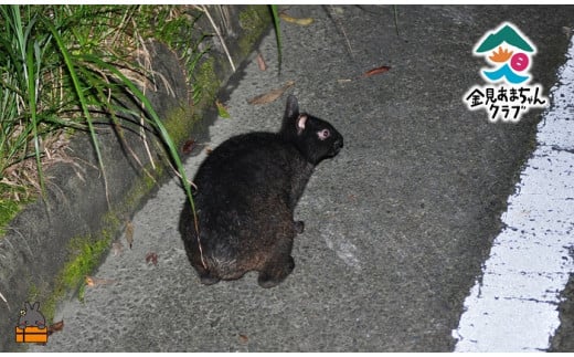 1728アマミノクロウサギが暮らす森へ！ナイトツアー（2名）