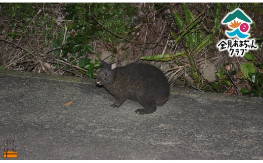 1728アマミノクロウサギが暮らす森へ！ナイトツアー（2名）