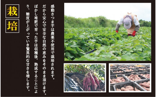 【鹿児島県産】熟成 紅はるか 5kg (1箱 ) Lサイズ さつまいも