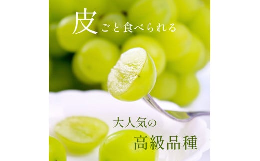 朝摘み シャインマスカット900g～1kg 2房（贈答用）| 果物 くだもの フルーツ シャインマスカット ナガノパープル 贈答用 長野県 千曲市