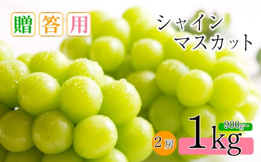 朝摘み シャインマスカット900g～1kg 2房（贈答用）| 果物 くだもの フルーツ シャインマスカット ナガノパープル 贈答用 長野県 千曲市