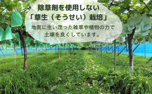 除草剤を使わない栽培方法のため、ほ場の地面は草が茂っています。